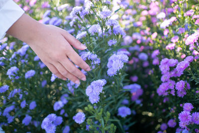 Close-up of hand touching purple flowering plants