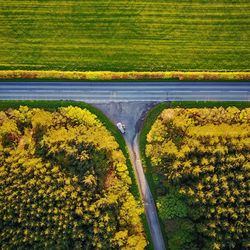 View of yellow flowers in field