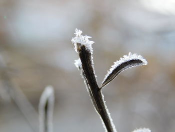 Close-up of frozen plant