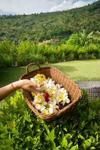 Midsection of woman holding ice cream by plants in basket