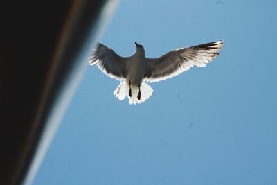 Low angle view of seagull flying against blue sky