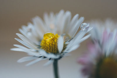 Close-up of white flower