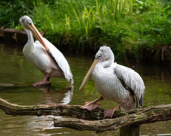 View of pelicans in lake