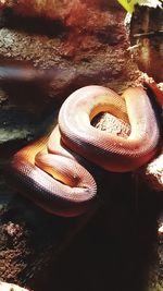 High angle view of a reptile on rock