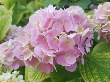 Close-up of pink flowering plant leaves