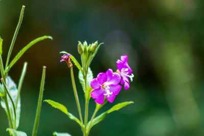 Close-up of pink flowering plant