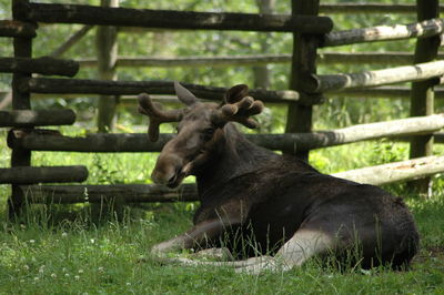 View of a horse on field