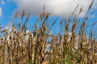 Low angle view of stalks against sky