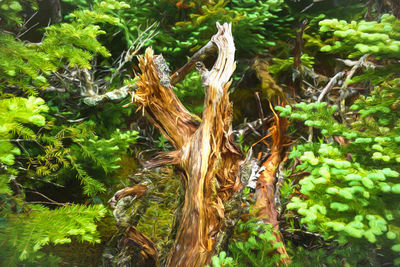 Close-up of tree trunk in forest