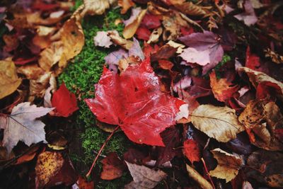 Close-up of fallen maple leaves