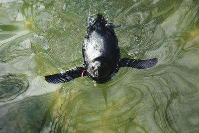 High angle view of turtle swimming in water