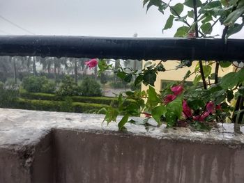 Close-up of potted plant