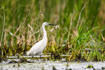 View of a bird in water