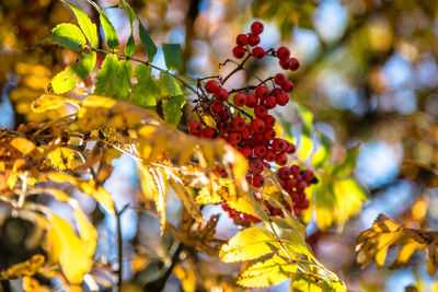 Close-up of berries growing on tree