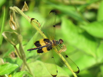 Close-up of dragonfly on plant