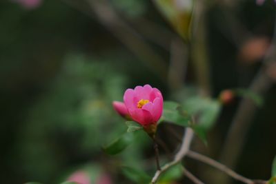 Close-up of pink flower