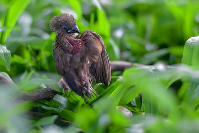 Bird perching on a tree