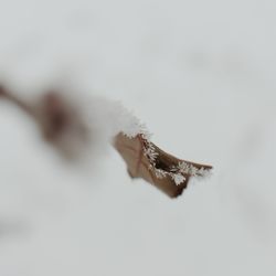 Close-up of frost on snow