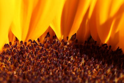 Close-up of yellow flowering plant