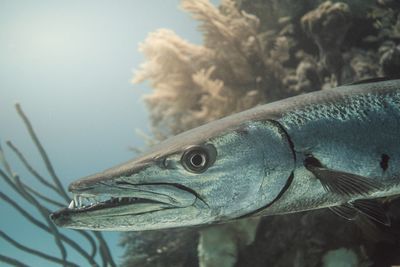 Close-up of fish underwater