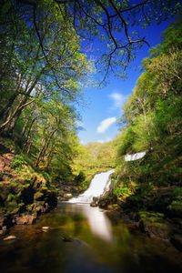 Scenic view of river amidst trees in forest against sky