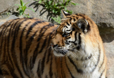 Close-up of a tiger looking away