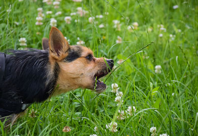 Dog biting grass on field