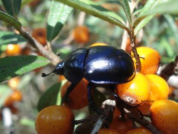 Close-up of fruits on plant