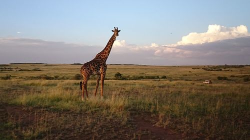 Giraffe standing on grassy field against sky