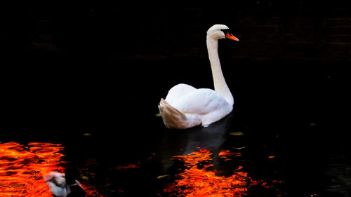 Swan swimming in lake