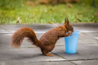 Close-up of squirrel on ground