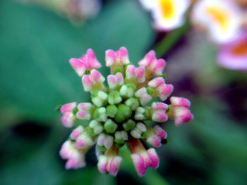 Close-up of flower