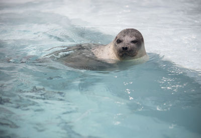 Portrait of turtle in swimming pool