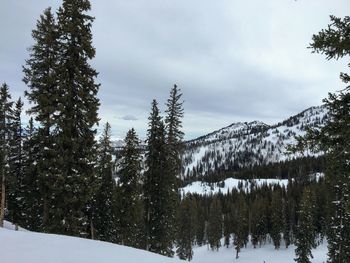 Pine trees on snow covered field against sky