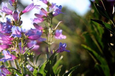 Close-up of purple flowers