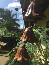 Close-up of hand holding rope hanging on plant