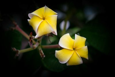 Close-up of yellow flowering plant in park