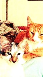 Portrait of cat lying on bed