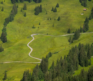 High angle view of trees on field