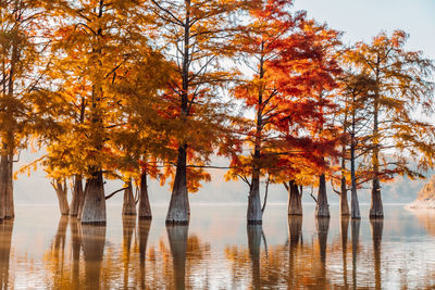Low angle view of trees in lake during autumn
