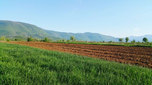 Scenic view of field against sky