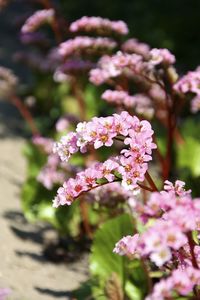 Pink flowers on sunny day