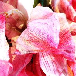 Full frame shot of pink roses