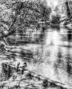 Scenic view of river flowing through forest