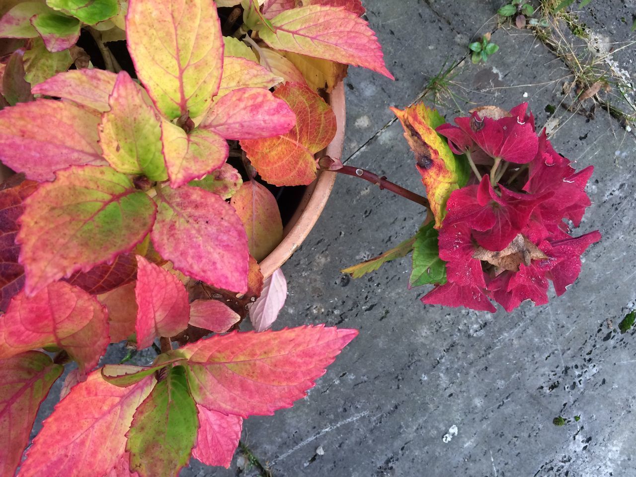 HIGH ANGLE VIEW OF PINK ROSE LEAVES