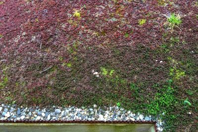 Plants growing in park