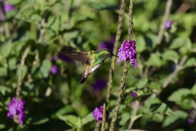 Close-up of butterfly perching on flower