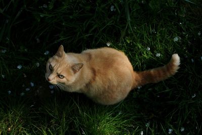 High angle view of a cat lying on grass