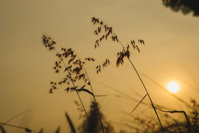 Low angle view of silhouette plants against sky during sunset