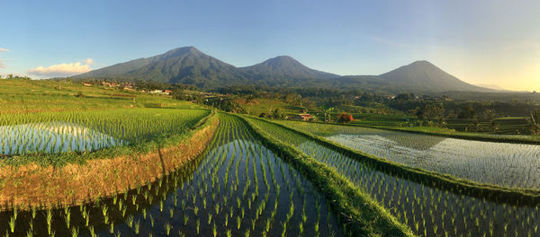 Scenic view of agricultural field against sky